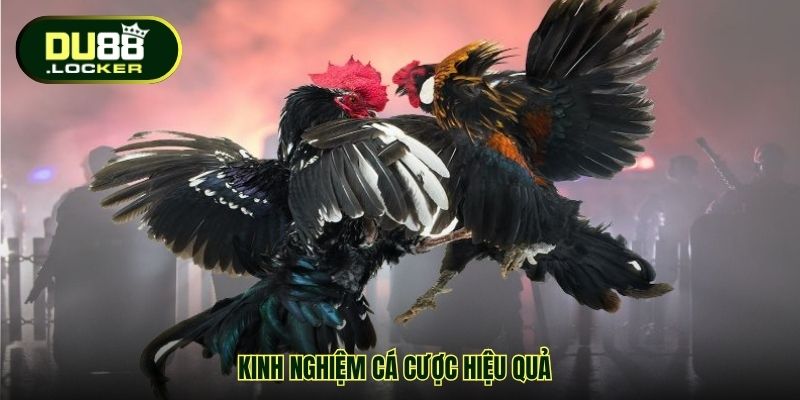 Kinh nghiệm cá cược hiệu quả